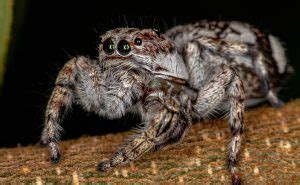  Jumping Spider: Unveiling a Master of Miniature Acrobatics and Unexpectedly Complex Behavior!