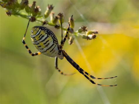 Katipo Spider: A Marvelous Orb Weaver that Hangs Upside Down and Dances in the Shadows!