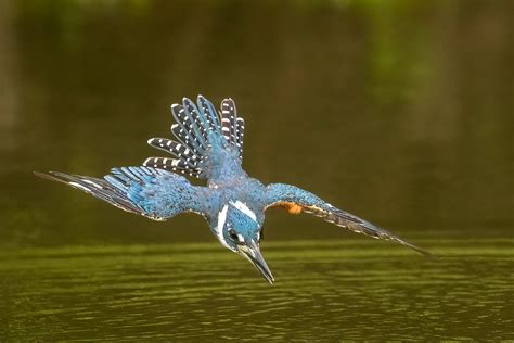 Kingfisher! A Tiny Bird with Striking Feathers that Dives Headfirst into Water for its Prey