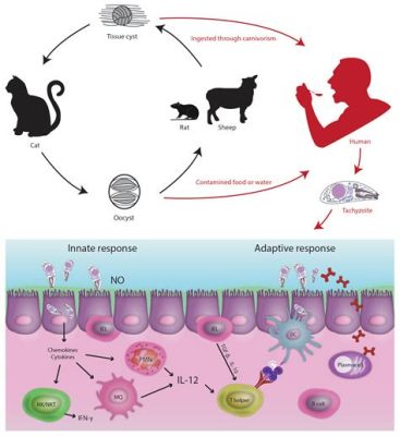  Know Your Killer Toxoplasm: A Tiny Parasite That Can Control the Minds of Mice!