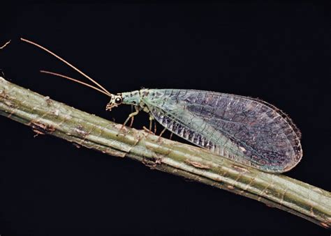 Lacewings! Exquisite Winged Predators Hiding in Plain Sight