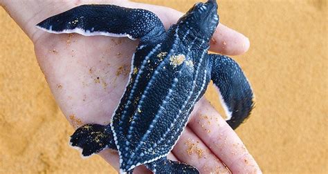 Leatherback Turtle: A Giant Among Reptiles Known for Its Incredible Migrations and Ancient Lineage!