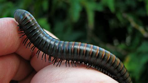 Lightning Millipede! This Many-Legged Creature Uses Sticky Defensive Secretions To Escape Predators