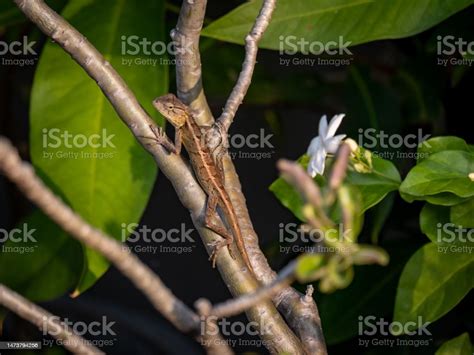  Lizards!  Uncovering the Mysteries of These Scaly Sunbathers with Sharp Claws and Lightning-Fast Reflexes!