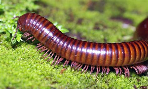  Log Millipede: An Underrated Champion of Decomposition and Forest Floor Flourishing!