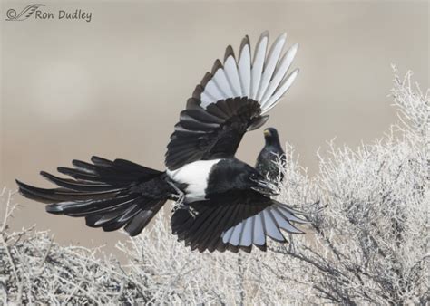 Magpie! A Feathered Enigma Known For Its Audacious Curiosity and Astonishing Intelligence