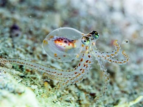 Marginella, a Tiny Shellfish That Exhibits Extraordinary Camouflage Abilities