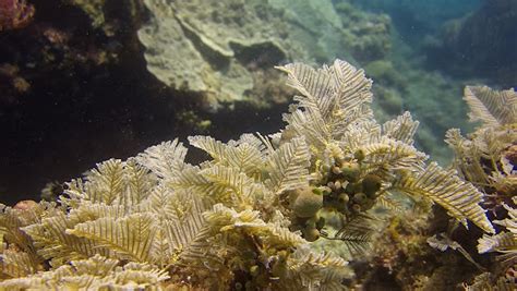 Millepora! A Colonial Hydrozoan That Embraces Its Stinging Nature