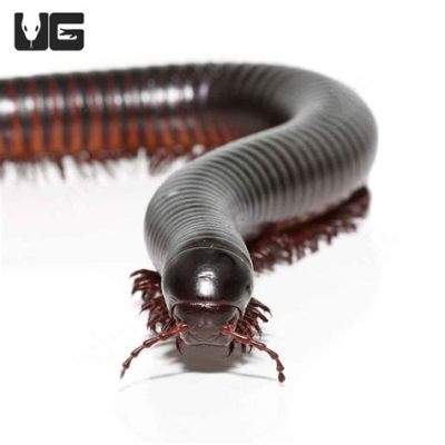 Millipede! A Gentle Giant With an Abundance of Legs Offering Exceptional Pest Control Capabilities