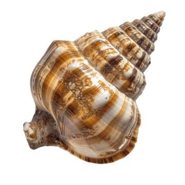  Murex: Unveiling the Enigmatic Secrets of a Gastropod With an Exquisite Spiral Shell