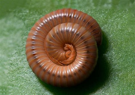  Narrow-Headed Millipede: Combining Nocturnal Habits With Exceptional Defense Mechanisms