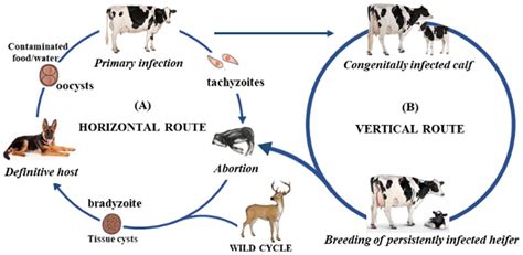 Neospora Caninum - A Tiny Terror Causing Big Trouble for Livestock!