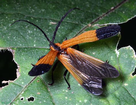  Net-Winged Butterfly: A Gentle Giant That Flits Between the Blooms!