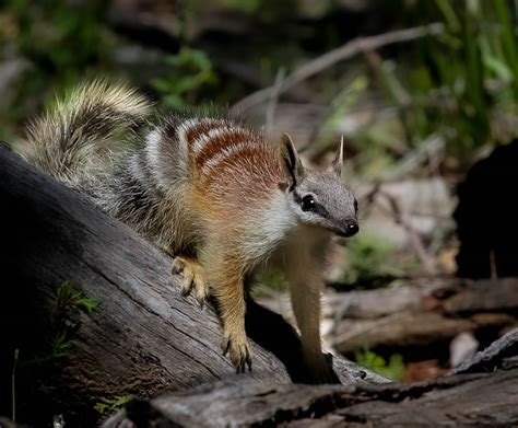 Numbat: Discover This Curious Creature with An Exquisite Tongue Adapted for Termite Hunting!