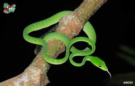  Oriental Whip Snake: A Swift Serpentine Spectacle Navigating Its Way Through Lush Tropical Foliage!