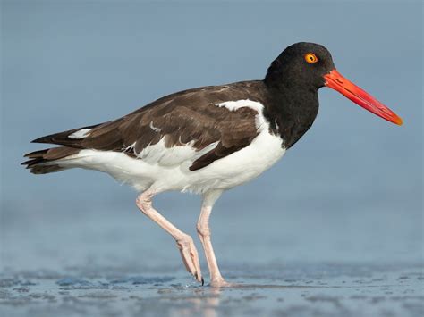  Oystercatcher - A Wading Bird With Striking Plumage That Makes Even Fashion Icons Jealous!