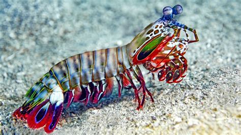 Peacock Mantis Shrimp: A Tiny Terror with Lightning-Fast Punching Power That Rivals that of Bullets!