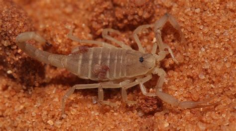 Pseudoscorpion! A Tiny Hunter Hiding In Plain Sight, Lurking Within Decaying Matter and Seeking Its Prey with Deadly Precision