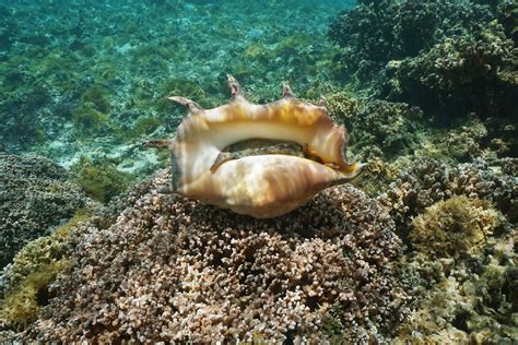 Queen Conch! A Mesmerizing Gastropod With a Beautifully Sculptural Shell Living In Shallow Tropical Waters