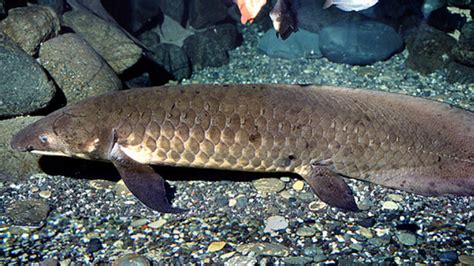 Queensland Lungfish! This Incredible Creature With Ancient Origins Lives a Remarkable Life Filled With Slow Movements and Unique Adaptations