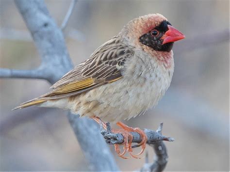  Quelea! Discover a Tiny Bird With an Extraordinary Feeding Frenzy