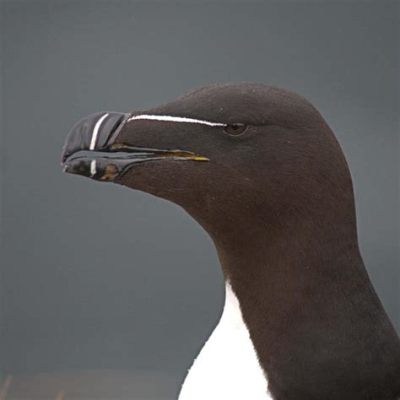  Razorbill! A Majestic Seabird Known for Its Razor-Sharp Bill and Unwavering Diving Prowess