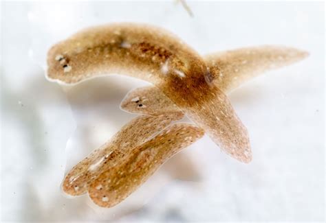  Red-Eyed Planarian: Unveiling the Secrets Behind Its Hypnotic Gaze and Remarkable Regenerative Abilities!