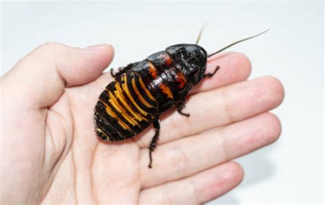 Roaches! A Closer Look at These Resilient and Remarkably Adaptable Creatures