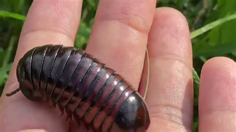  Roly-Poly: This Gentle Millipede Offers a Unique Glimpse into the World of Subterranean Arthropods!