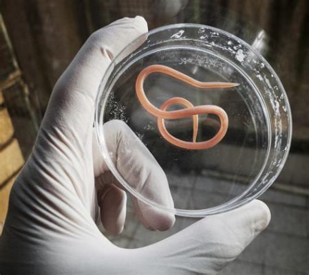  Roundworms! Discover This Tiny Terrifying Ten-Legged Terror of Your Backyard