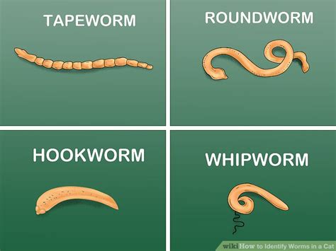  Roundworms! Slithering Wonders Hiding Under Your Feet and Living Secret Lives