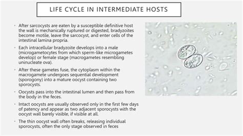 Sarcocystis! This Parasite Capable Of Transforming Its Hosts From Herbivores To Carnivores Has A Truly Twisted Lifecycle