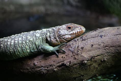 Skink:  Unraveling the Mysteries of This Agile Reptile With Sleek Scales!