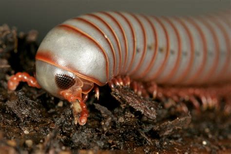  Snake Millipede:  An Invertebrate Masterpiece Sporting Thousands of Tiny Legs