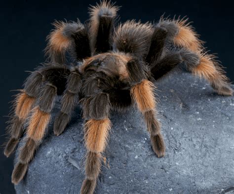 Tarantulas: Eight-Legged Wonders That Weave Silk Retreats and Hunt Their Prey with Deadly Precision!