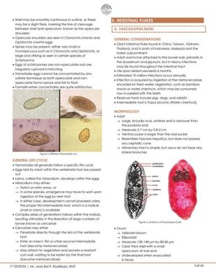 Trematodes! These Flukes Can Live Anywhere From Your Liver To Your Lung’s Air Sacs