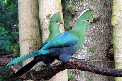 Turacos! Can You Believe These Birds Have Feathers That Sparkle Like Jewels?