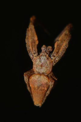 Uloborid Spider: An Eight-Legged Enigma That Spins Sticky Silk Without Sticky Glands!