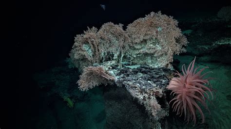  Umbonium! A Miniature Marvel Exploring Shallow Waters and Living on the Seabed