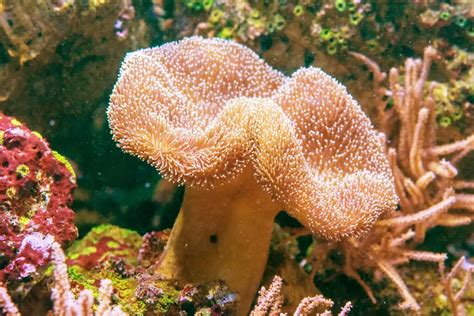  Umbrella Coral: A Beautiful Soft Coral That Will Blow Your Mind With Its Colorful Tentacles and Unique Shape!