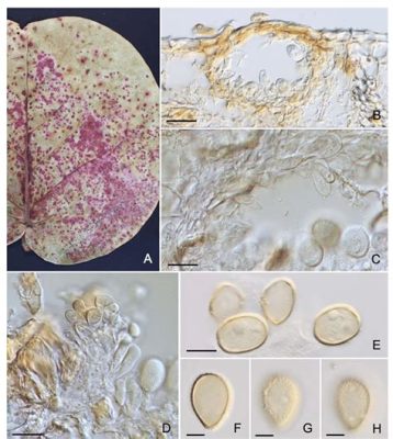  Uncovered! Unearthing the Secrets of the Ubiquitous Uredo Fungus