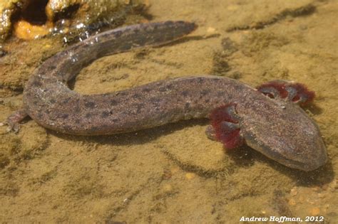  Unusual Urodela: Dive into the World of the Mudpuppy!