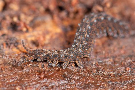  Velvet Worm: Discover This Ancient Creature That's Been Lurking Since the Carboniferous Period!