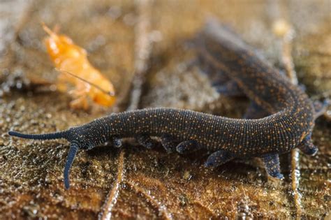  Velvet Worms! Are These Microscopic Creatures The Real Kings of Slime?