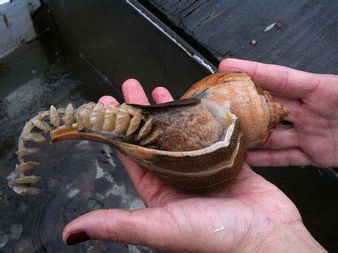  Whelk Shells Tell Stories Of Ocean Depth And Tide-Pooled Treasures!