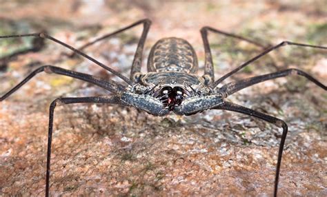 Whip Spiders: Agile Hunters With Eight Legs That Scuttle Like Insects!