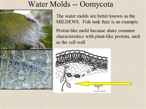  Why are Water Molds Considered Living Jewels?