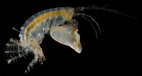  Woolly Amphipods! Tiny Crustaceans That Look Like Fuzzy Caterpillars