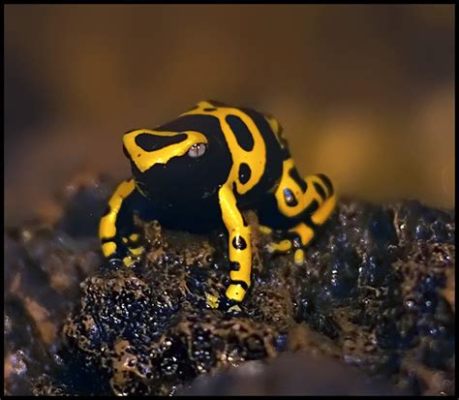 Yellow-Banded Poison Dart Frog: A Tiny Creature With An Enormous Defense System!  