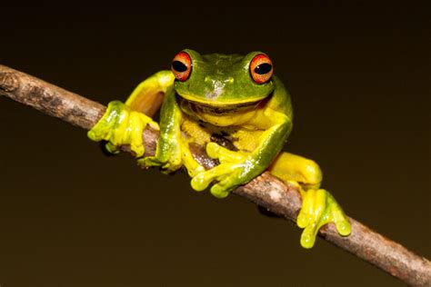  Yellow-Eyed Tree Frog: This Amphibian Marvel Thrives on Treetops and Possesses Skin So Toxic It Can Stop a Predator in its Tracks!